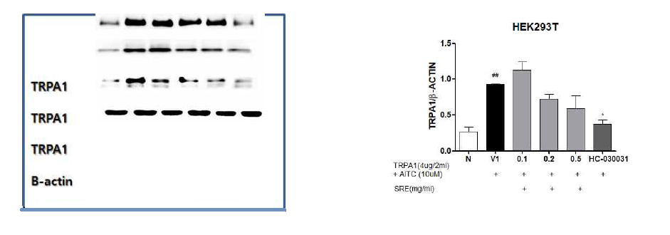 TRPA1 발현된 Human embryonic kidney (HEK) 293T cells에서 황금추출물의 억제 효과. ##: p ＜ 0.01 compared with normal group. *: p ＜ 0.05 compared with control group(one-way ANOVA with Tukey´ s multiple comparison test)