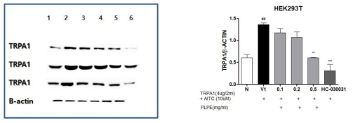 TRPA1 발현된 Human embryonic kidney (HEK) 293T cells에서 적작약추출물의 억제 효과. ##: p ＜ 0.01 compared with normal group. **: p ＜ 0.01, ***: p ＜ 0.001 compared with control group(one-way ANOVA with Tukey´ s multiple comparison test)