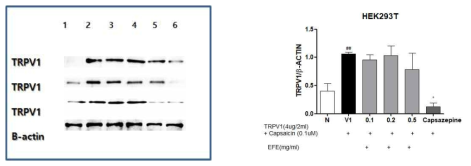 TRPV1 발현된 Human embryonic kidney (HEK) 293T cells에서 오수유추출물의 억제 효과. ##: p ＜ 0.01 compared with normal group. *: p ＜ 0.05 compared with control group(one-way ANOVA with Tukey´ s multiple comparison test)