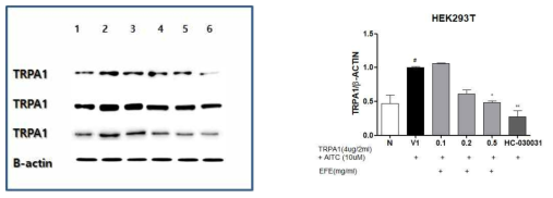 TRPA1 발현된 Human embryonic kidney (HEK) 293T cells에서 오수유추출물의 억제 효과. #: p ＜ 0.05 compared with normal group. *: p ＜ 0.05, **: p ＜ 0.01 compared with control group(one-way ANOVA with Tukey´ s multiple comparison test)