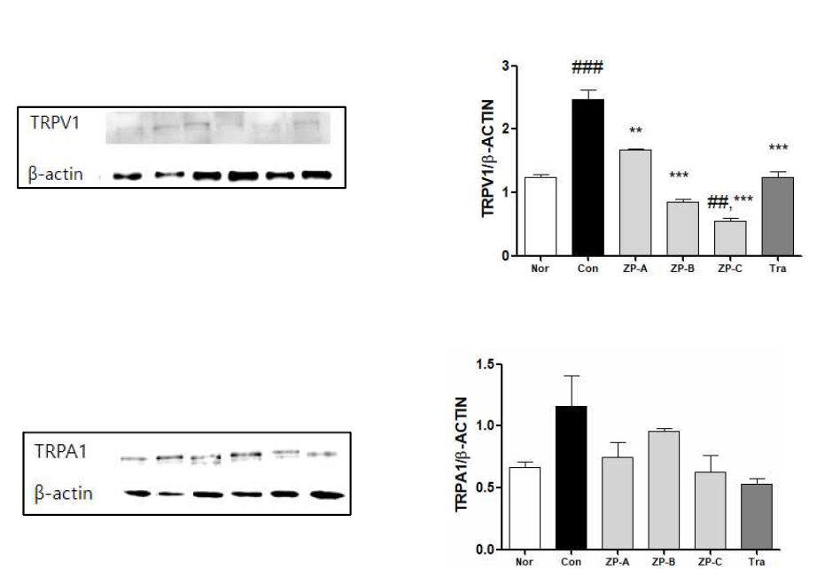 Western blotting of TRPV1 and TRPA1 expressions in ipsilateral L4, L5 and L6 DRGs in spread nerve injury(SNI) rats. #: p ＜ 0.05, ###: p ＜ 0.001 compared with normal group. **: p ＜ 0.01, ***: p ＜ 0.001 compared with control group(one-way ANOVA with Tukey´ s multiple comparison test)