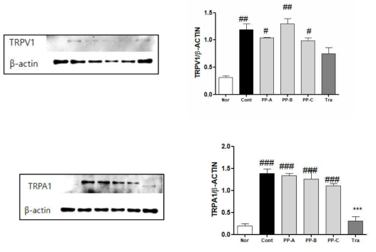 Western blotting of TRPV1 and TRPA1 expressions in ipsilateral L4, L5 and L6 DRGs in spread nerve injury(SNI) rats. #: p ＜ 0.05, ##: p ＜ 0.01, ###: p ＜ 0.001 compared with normal group. ***: p ＜ 0.01, compared with control group(one-way ANOVA with Tukey´ s multiple comparison test)