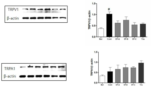 Western blotting of TRPV1 and TRPA1 expressions in ipsilateral L4, L5 and L6 DRG spread nerve injury(SNI) rats. #: p ＜ 0.05 compared with normal group.(one-way ANOVA Tukey´ s multiple comparison test)