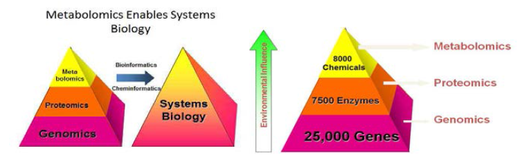 대사체학(metabolomics)