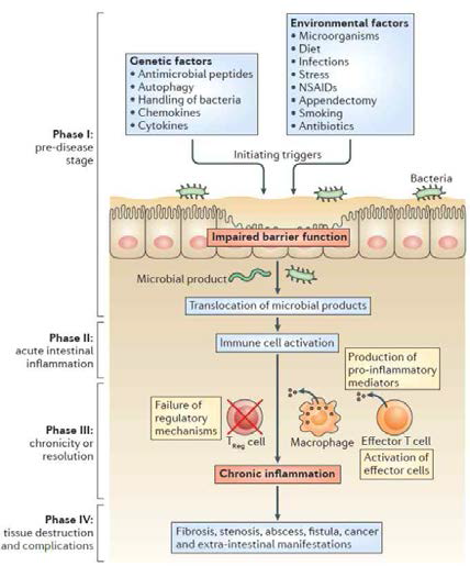 염증성 장질환의 발병요인 및 발병기전(Neurath, 2014)