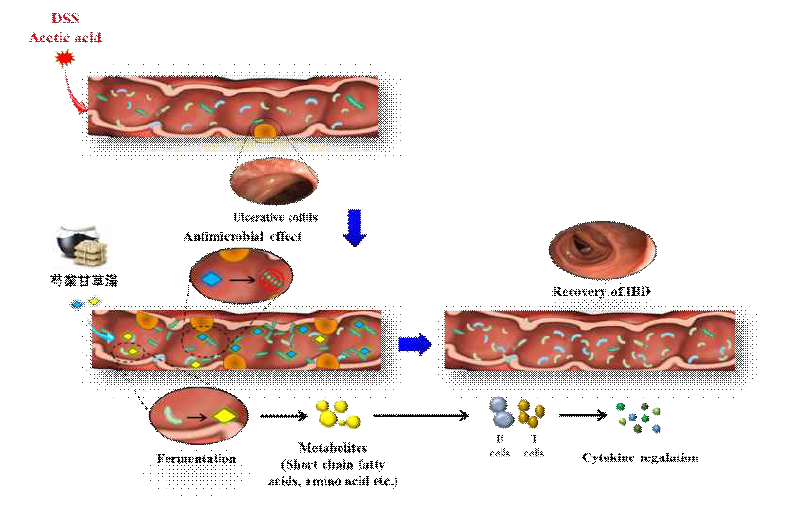 작약감초탕 투여 후 염증성 장질환 치료 기전 가설