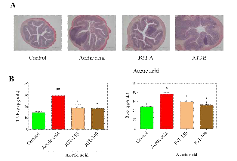 급성대장염 rat 조직에서 작약감초탕 복용 후 염증 변화