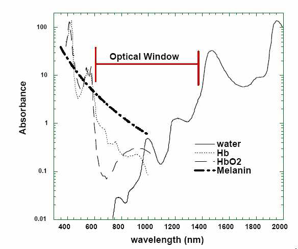 피부조직에서 파장별 광흡수 특성
