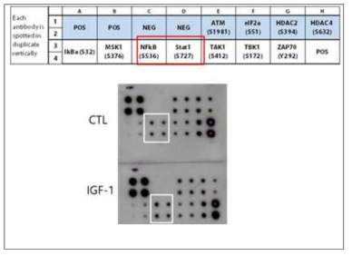 Human NFkB Signal Array kit를 이용한 염증 인자들 관찰