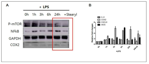 LPS에 의해 유도된 NFkB 신호 기전과 관련된 인자들의 변화