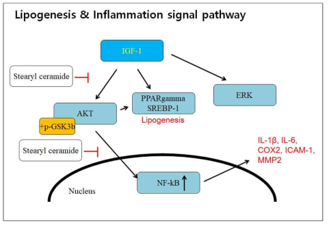 Stearyl ceramide의 지질/염증 기전 pathway scheme