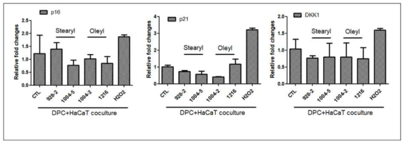 DPC와 HaCaT coculture 환경에서 ceramide에 의한 노화인자 변화