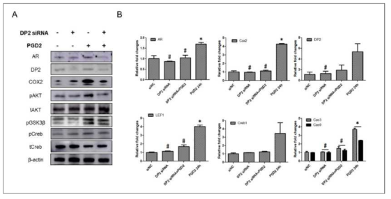 PGD2 receptor의 Knockout에 따른 AR 인자들의 변화