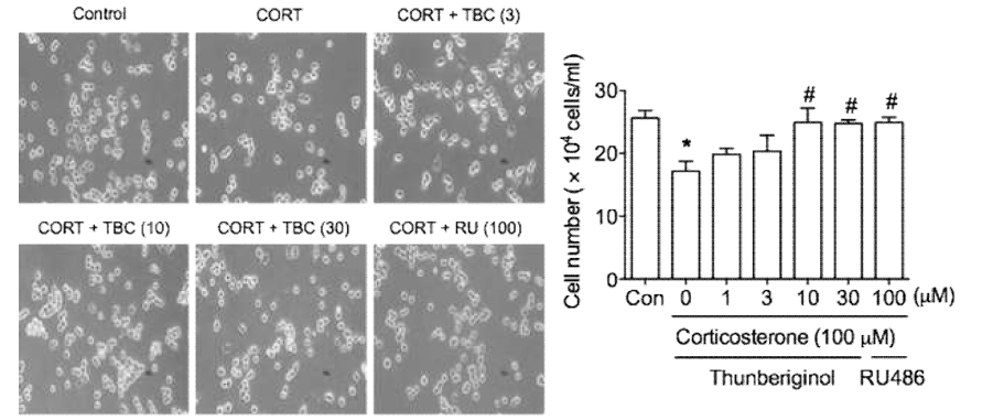 Corticosterone에 의한 세포사멸에 대한 thunberginol C의 효과. (세포 수 측정)