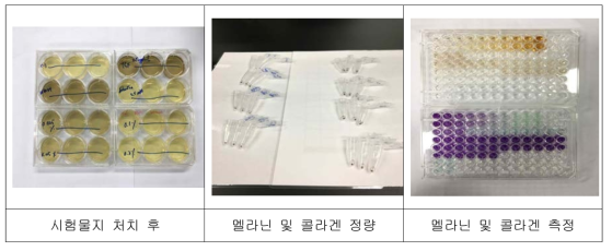 멜라닌생성 저해시험