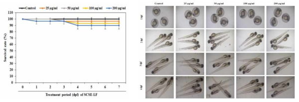 제브라피쉬에서 SCSE-LF 농도별 처리에 따른 생존율 및 발생과정에서의 형태학적 변화