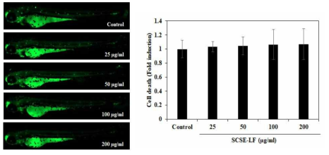 제브라피쉬에서 SCSE-LF 처리에 따른 세포의 사멸량 (좌) 형광이미지 사진, (우) 세포사멸량
