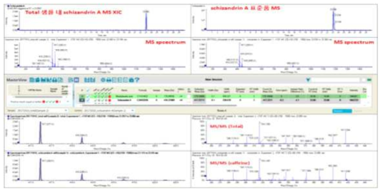 시료와 schizandrin A 표준품의 MS 및 MS/MS spectrum 비교 결과