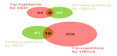 DHT와 ORGA(천연물복합소재)에 의해 발현이 바뀌는 유전자 수