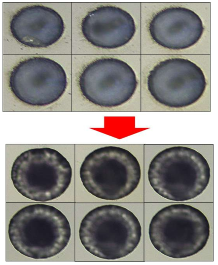 패턴 내부에 존재하는 잔여물 확인과 chemical 세척을 통한 표면 데미지 및 부산물 제거