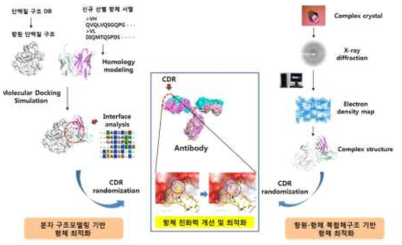 항원-항체 결합구조분석 기반 항체치료제 최적화 기술