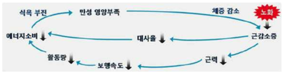 노인성 근감소증을 통한 악순환 (출처 : Journal of Korean Biological Nursing Science 2017;19(1):30-37)