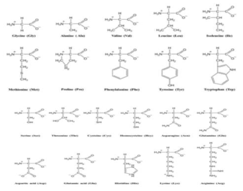 The chemical structure of 20 amino acids