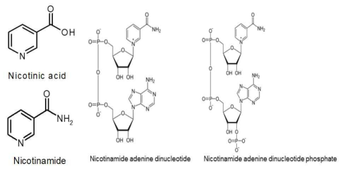 Chemical structure of nicotinic acid, nicotinamide, nicotinamide adenine dinucleotide and nicotinamide adenine dinucleotide phosphate