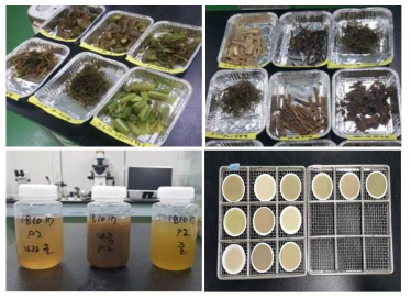 Collection of aquatic plants and extraction of epiphytic organic matters from the surface of plants