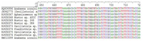 Use of BioEdit program to Alignment of DNA sequence library of Cyanobacteria listed in NCBI