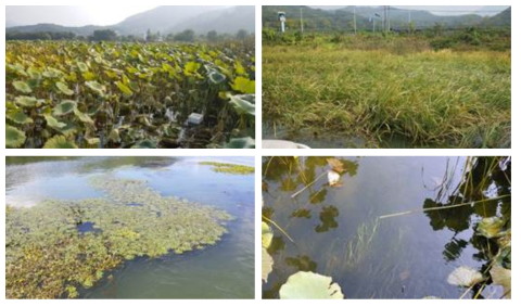 Dominant aquatic plants in Lake Paldang