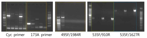 Detection of geosmin gene using developed primers