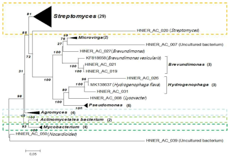 Phylogenetic tree of Actinobacteria using 16S rRNA from Lake Paldang