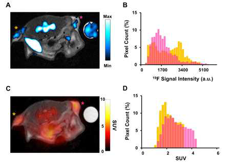 In vivo 19F-MRI and PET and histogram analysis on day 2. (A) Superimposition of an anatomical proton MR image and its corresponding 19F-MR image. 19F signals are detected not only from tumors, but also from the bone marrow, the spleen, and a reference tube placed on the right side of the mouse. (B) Histogram of 19F pixel intensities of left (yellow) and right (pink) tumors from (A). (C) Co-registration of the same anatomical MR image as that used in image A and its corresponding 18F-FDG-PET image. (D) Histogram of PET SUV of left (yellow) and right (pink) tumors from (C)