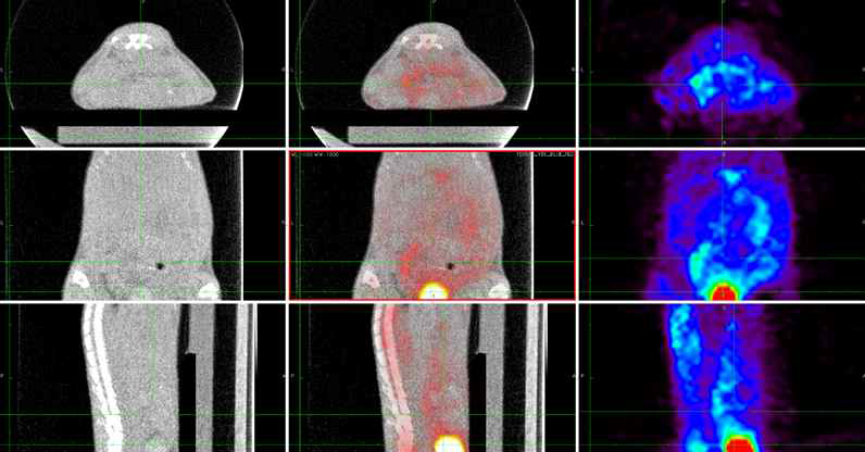 [F-18]FDG PET-CT Imaging. 유방암 세포주를 i.v. 주사 후 암세포 확인 및 전이 관찰