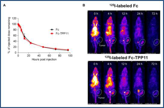 [I-125]I-Fc & [I-125]I-Fc-TPP11 SPECT Imaging & Biodistribution. SQ tumor (FaDu-hypopharyngeal carcinoma) 모델을 이용한 [I-125]I-Fc의 PK 영상