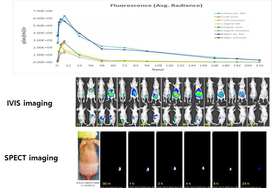 ICG-[Tc-99m]Tc-MAA. In vivo imaging marker 분석 (PK data)