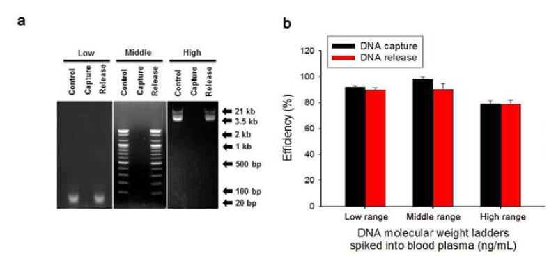 (A) 나노구조체에 다양한 size의 DNA ladder가 capture 및 release 되는 과정을 gel electrophoresis 결과를 통하여 증명하였음. (B) DNA의 크기별로 나노 구조체를 사용하여 추출한 효율 분석
