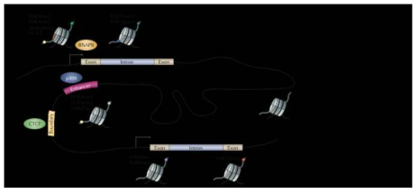 암 관련 표적이 있을 수 있는 다양한 유전체 구성 부위 (Zhou et al, Nature Rev Genet, 2011)