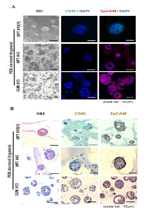 세포주를 이용한 오가노이드 형성조건의 최적화 조건 확립 (A) 위상차 광학현미경 및 종양표지인자의 면역세포형광염색을 통한 오가노이드 형성 확인 (B) Hematoxylene & Eosine 및 면역조직화학염색을 통한 오가노이드 형성 확인