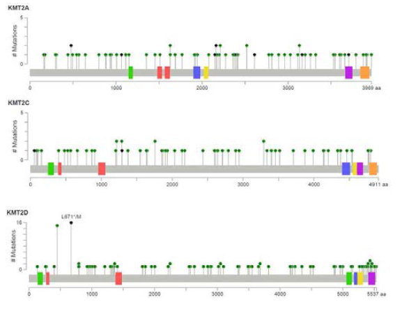 KMT family of genes 돌연변이의 Mutation Mapper로 표시