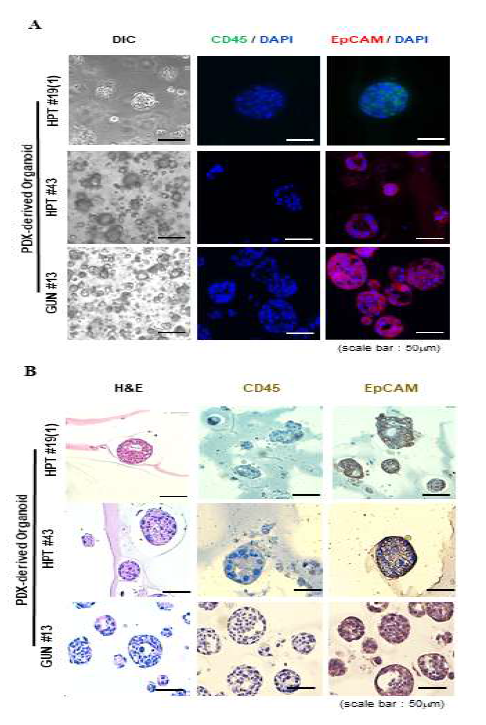 세포주를 이용한 오가노이드 형성조건의 최적화 조건 확립 (A) 위상차 광학현미경 및 종양표지인자의 면역세포형광염색을 통한 오가노이드 형성 확인 (B) Hematoxylene & Eosine 및 면역조직화학염색을 통한 오가노이드 형성 확인