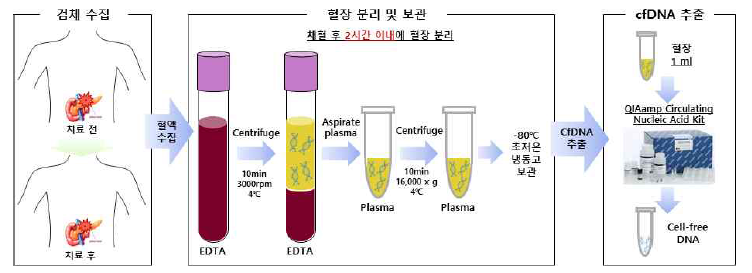 환자 혈액에서 혈장 분리 및 cfDNA 추출 절차