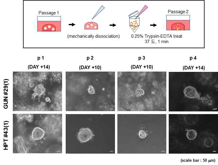 organoid의 해리 및 계대배양 프로토콜