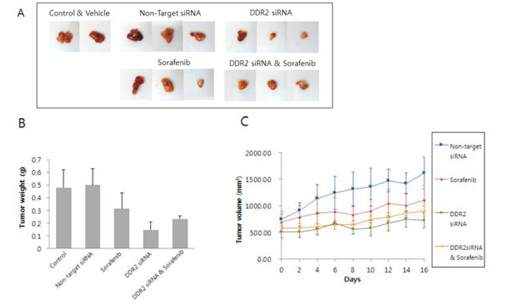 Inhibition of tumor growth by combined treatment with DDR2 siRNA and Sorafenib on HCC tumografts (PDX model 19). (A) Separated tumor tissues at the end-point, (B) Tumor weight at the end-point, (C) Time course tumor volume