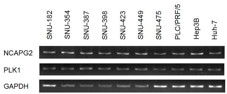 mRNA expression of NACAPG2 and PLK1 in HCC cells