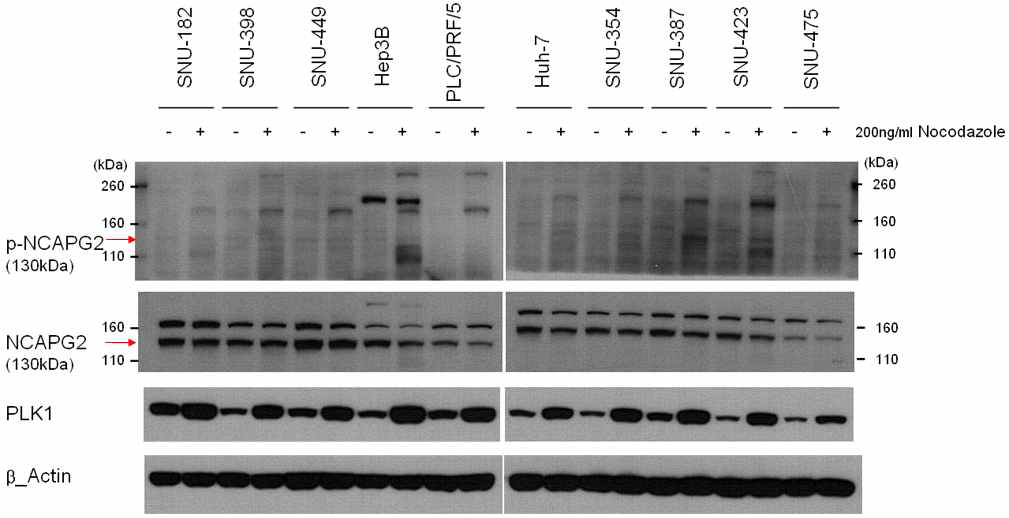 Protein expression of NACAPG2 and PLK1 in HCC cells