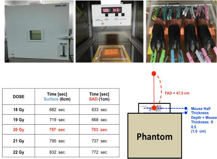 마우스의 폐 방사선조사 동물모델 구축을 위한 방사선 조사 환경