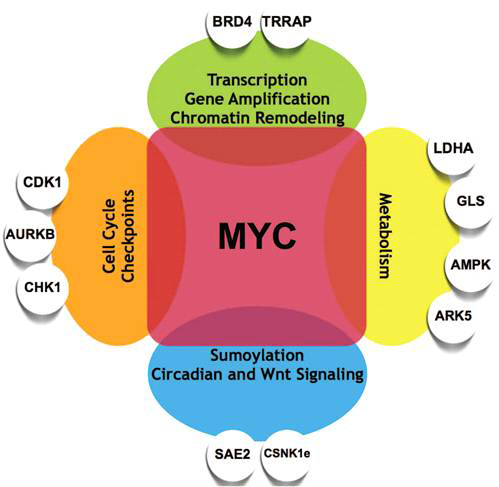 암의 진행에서 c-Myc의 중요성과 연관된 유전자들
