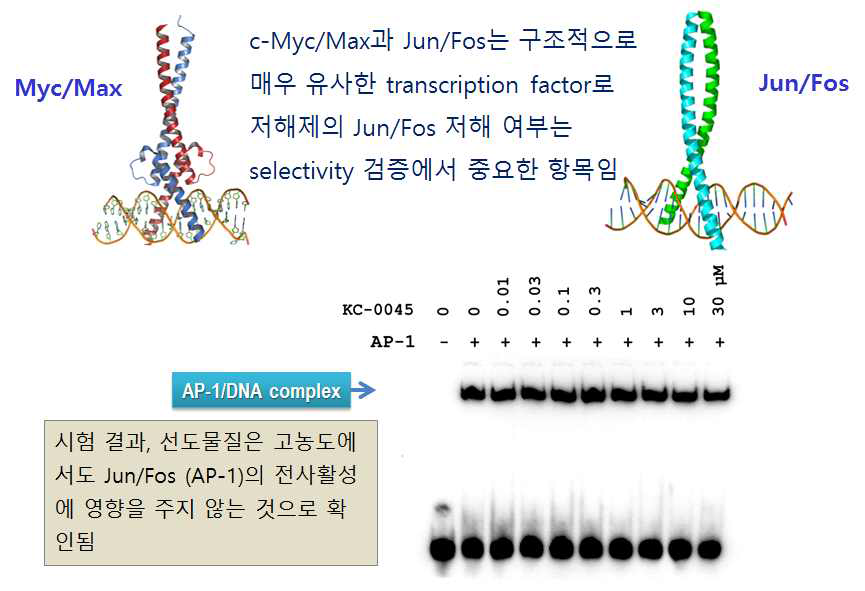 저해제 후보물질의 AP-1 저해 효과 선택성 비교